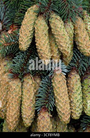 Sitka Spruce (Picea sitchensis) close-up of unripe cones on branch blown from tree in a storm, Lochaber, Scotland, June Stock Photo