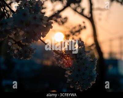 Cherry blossoms in full bloom in Seoul, South Korea, Stock Photo