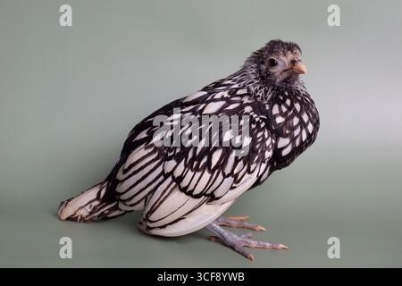 Full body Sebright chicken portrait black and white spotted Stock Photo