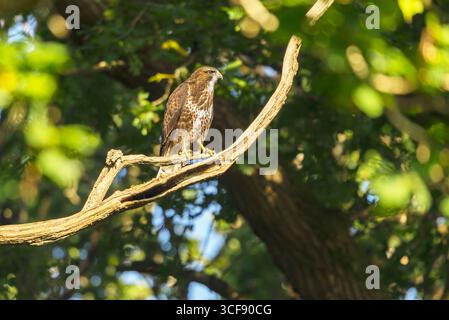 A Common Buzzard (Buteo buteo) perching on a branch in woodland in southern England Stock Photo