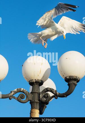 Seagull in mid-flight about to land on a lamp on Brighton Palace Pier, Brighton, England, UK. Urban wildlife Stock Photo