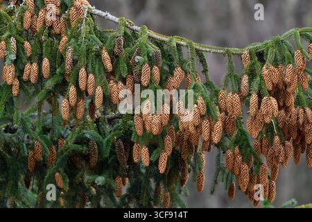 Sitka Spruce (Picea sitchensis) ripe cones on the low branch of a tree at the edge of a commercial plantation, Perthshire, Scotland, April Stock Photo