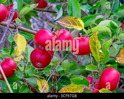 Apples ripening on a tree branch, variety Discovery Stock Photo
