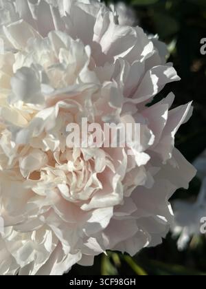 Macro close-up of a pale pink peony with delicate layered petals, captured in soft natural sunlight. Ideal for floral backgrounds, romantic themes Stock Photo