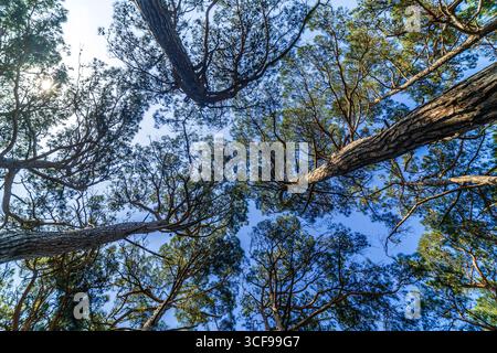 The peaks of the Pitsunda pines against the blue sky, if you look up. Thick gnarled trunks of pine trees go up. Stock Photo