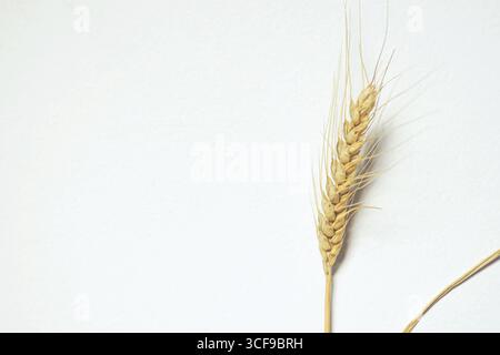 Golden wheat ear isolated on white background. Symbol of harvest, agriculture, organic farming, natural food production and healthy nutrition Stock Photo