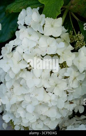 HYDRANGEA QUERCIFOLIA Stock Photo