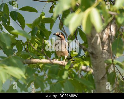 Eurasian jay perched on a tree branch surrounded by green leaves in natural daylight Stock Photo