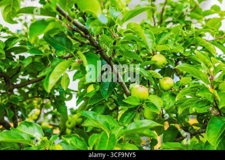 Close up view of green apples growing on apple tree branches with leaves in summer garden. Sweden. Stock Photo