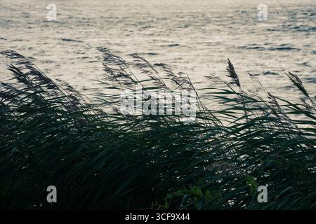 Reeds with feathery tips are blowing in the wind along a water’s edge. The scene has a tranquil, almost nostalgic feel, with the grasses moving gently Stock Photo