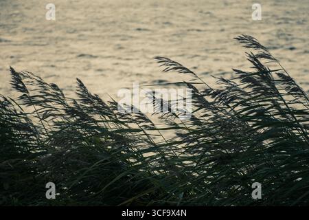 Reeds with feathery tips are blowing in the wind along a water’s edge. The scene has a tranquil, almost nostalgic feel, with the grasses moving gently Stock Photo