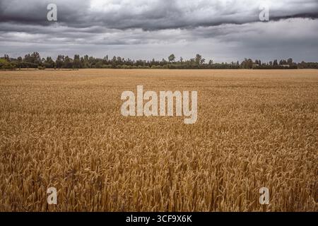 A golden wheat field stretches across the frame, with the plants swaying slightly. The sky is overcast with heavy clouds Stock Photo