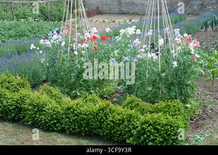 Brightly colored sweet peas bloom in a well-maintained garden alongside fragrant lavender plants, all thriving in the sun. Stock Photo
