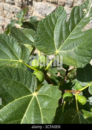 Close-up of a fig tree flourishing in the Tuscan countryside, showcasing unripe green figs nestled among vibrant foliage Stock Photo