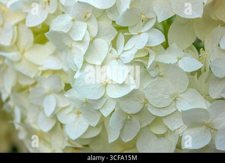 Close-up texture of White Hydrangea flowers. Blooming white Hydrangea in full bloom background. Stock Photo