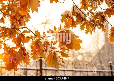 Fallen oak leaves with snow. Frozen ground covered with dry oak leaves. Winter background material Stock Photo