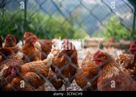 Healthy, free-range chickens in a coop, seen through a fence. A symbol of ethical farming and genuine products. Genuine scene of free-range farming. Stock Photo