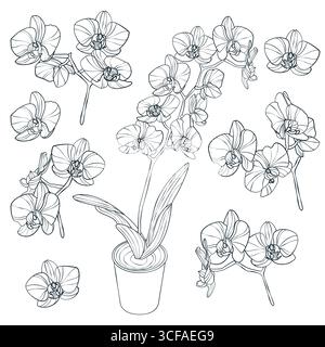 Orchid flowers set, vector sketch illustration. Hand drawn botanical design elements. Orchid blossom, leaves and buds isolated on white background Stock Vector