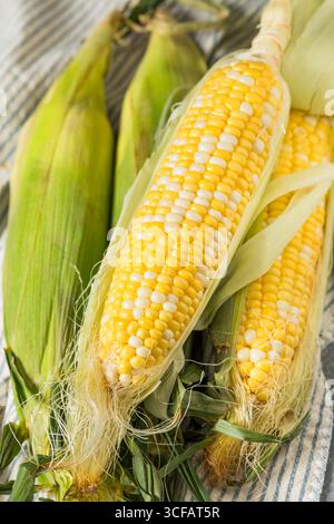 Raw Organic Sweet Corn on the Cob in the Husk Stock Photo