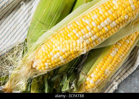 Raw Organic Sweet Corn on the Cob in the Husk Stock Photo