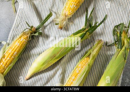 Raw Organic Sweet Corn on the Cob in the Husk Stock Photo
