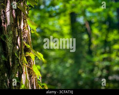Soft sunlight penetrating verdant forest foliage, creating bokeh effect near ivy-covered tree trunk in Pescocostanzo, Abruzzo landscape Stock Photo