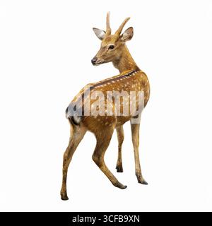Close-up image of a young spotted deer turning its head, showcasing slender legs, small antlers, and distinct white spots on golden-brown fur. Stock Photo