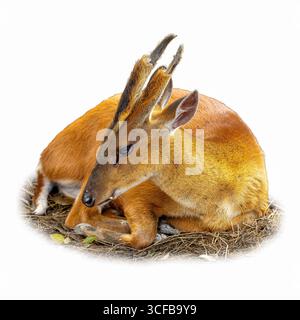 Close up of Barking Deer lying down on a nest of dry grass, showing its slender body, textured fur, and antlers in natural detail Stock Photo