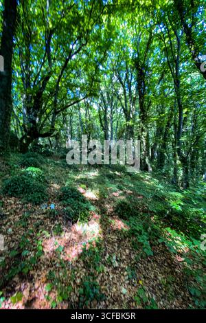 Golden sunbeams filtering through dense cedar forest at Lagoa de São ...