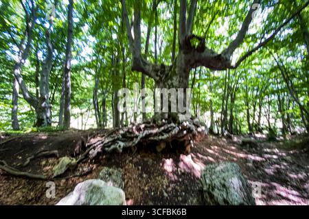 Massive beech tree with sprawling roots emerging from verdant woodland floor, embodying forest's ancient, serene landscape Stock Photo