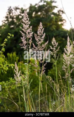 Purple Small Reed purple small-reed (Calamagrostis x acutiflora 'Karl Foerster ...