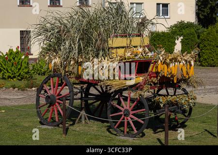Decorated wooden wagon with yellow corn cobs, dried grass and rustic plants used as traditional harvest display in village yard on sunny day Stock Photo