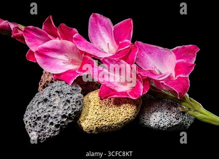 Pink gladiolus blossoms on porous volcanic rocks against black Stock Photo