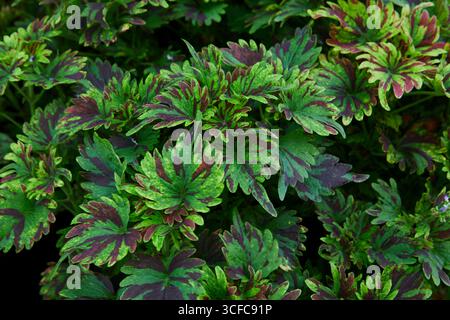 Full frame shot of Coleus leaves Stock Photo