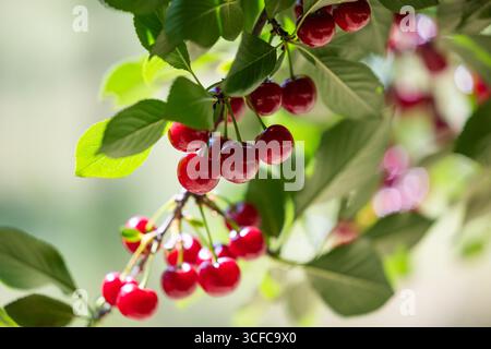 Closeup of sour cherries on cherry tree. Stock Photo