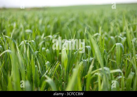 Water drops on green grass in early morning Stock Photo