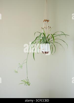 Spider plant in macramé hanger on light wall background. Stock Photo