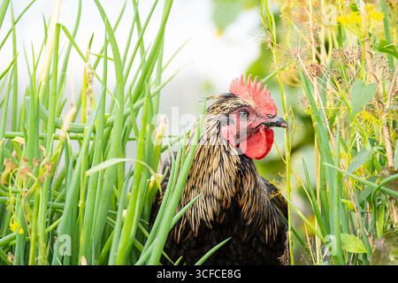 Black copper marans rooster walking in green grass and plants in sunny farm. Farm animal standing outdoor in daylight. Nature and agriculture concept. Stock Photo