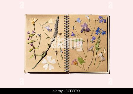 Pressed dry flower in herbarium book. Meadow bloom collection. Botanical artwork, natural flower beauty. Scientific education nature research. Stock Photo