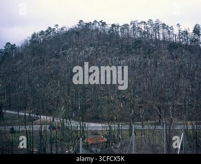 View of a Slovenian hillside after a storm, with many broken trees scattered across the slope, captured on analog film. Stock Photo
