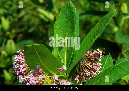 The green lynx spider (Peucetia viridans). This species does not use a web to capture its prey. It pounces on its prey in a cat-like manner, which is Stock Photo