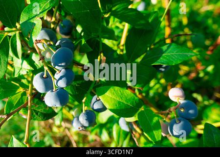 Ripe blueberries (bilberry) on a blueberry bush on a nature background. Stock Photo