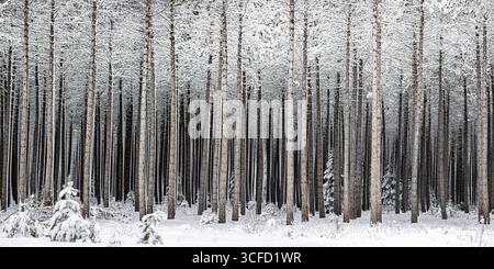 Snow-covered pine forest with tall trees densely packed, creating a serene winter landscape. Ontario, Canada Stock Photo