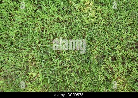 Macro detail of natural texture of abundant green grass in a meadow. Top view. Stock Photo