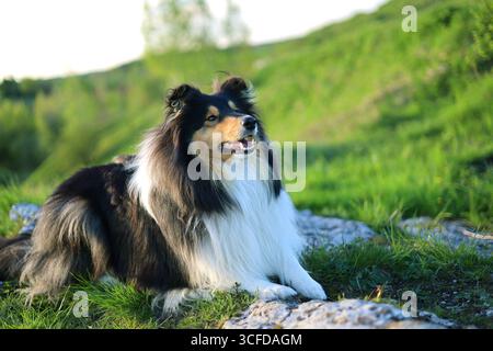 Cute, beautiful and majestic rough collie dog lying on the rocky meadow Stock Photo