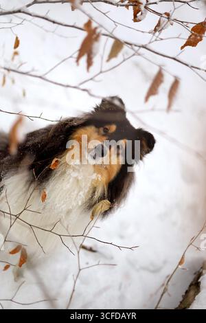 Beautiful, long-haired rough collie dog posing in the snowy forest Stock Photo