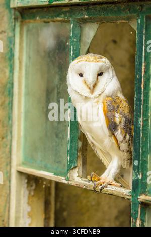 Barn owl, scientific name: Tyto Alba.  Close up portrait of a beautiful barn owl perched inside a  window with broken glass in a derelict barn.   Faci Stock Photo