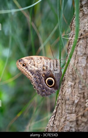 Banana Or Giant Owl Butterfly Sitting On A Tree Trunk, Caligo Telamonius Memnon Insect, Rainforest Of Mexico And South America, Amazonas Stock Photo