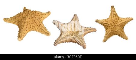 Group of three starfish isolated cutout on white background Stock Photo