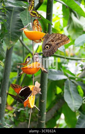 Banana Or Giant Owl Butterfly Sitting On A Tree Trunk, Caligo Telamonius Memnon Insect, Rainforest Of Mexico And South America, Amazonas Stock Photo
